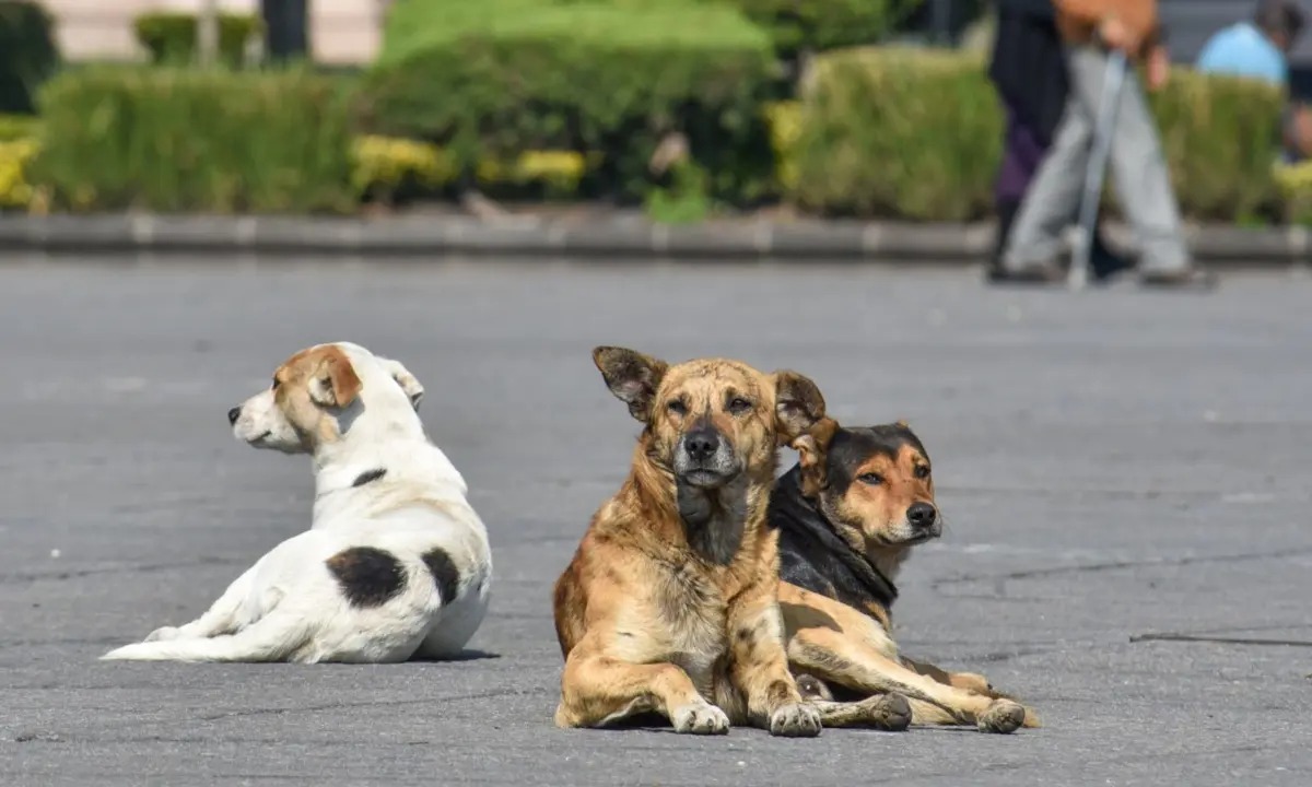 OPERATIVO PARA MASCOTAS EN PUCÓN POR FUEGOS ARTIFICIALES