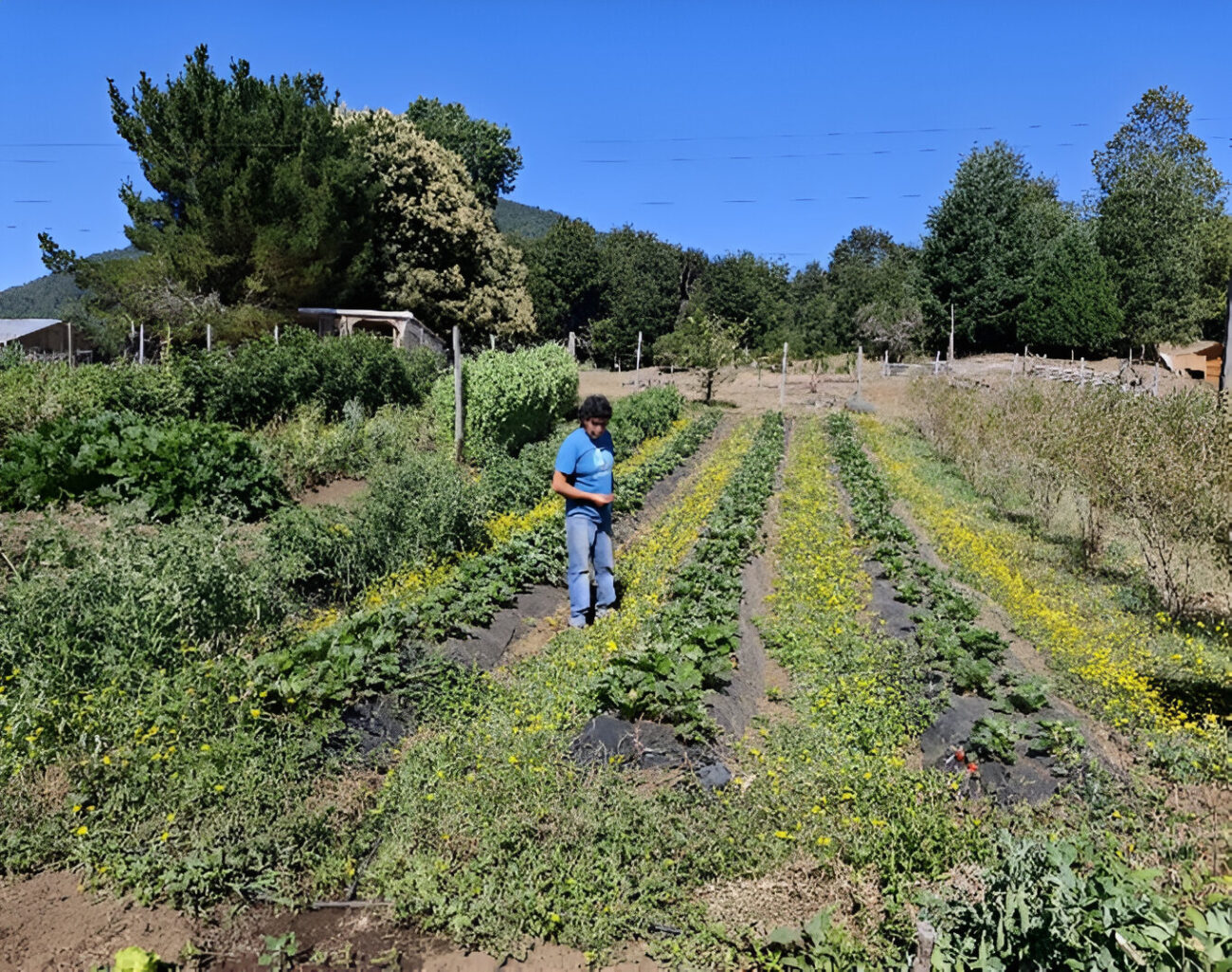 PUCÓN PROMUEVE FAROS AGROECOLÓGICOS PARA AGRICULTURA SUSTENTABLE