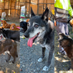 ANIMALISTAS DE PUCÓN VALORAN AVANCES DEL CANIL MUNICIPAL Y TRAZAN LINEAMIENTOS CON EL MUNICIPIO POR EL BIENESTAR DE LAS MASCOTAS COMUNITARIAS