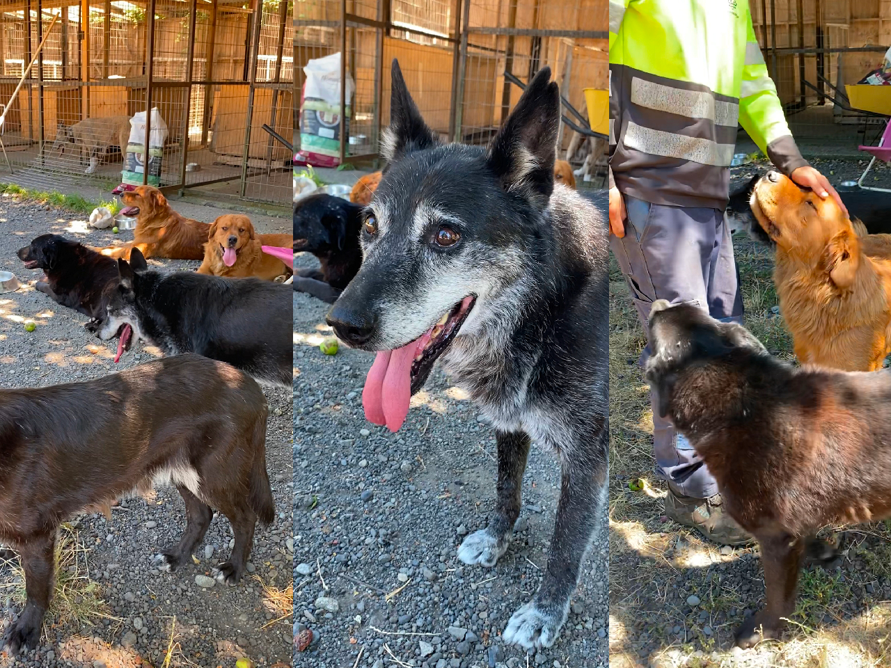 ANIMALISTAS DE PUCÓN VALORAN AVANCES DEL CANIL MUNICIPAL Y TRAZAN LINEAMIENTOS CON EL MUNICIPIO POR EL BIENESTAR DE LAS MASCOTAS COMUNITARIAS